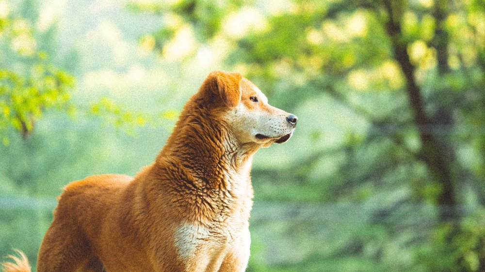 hund ist unruhig und wechselt ständig den platz