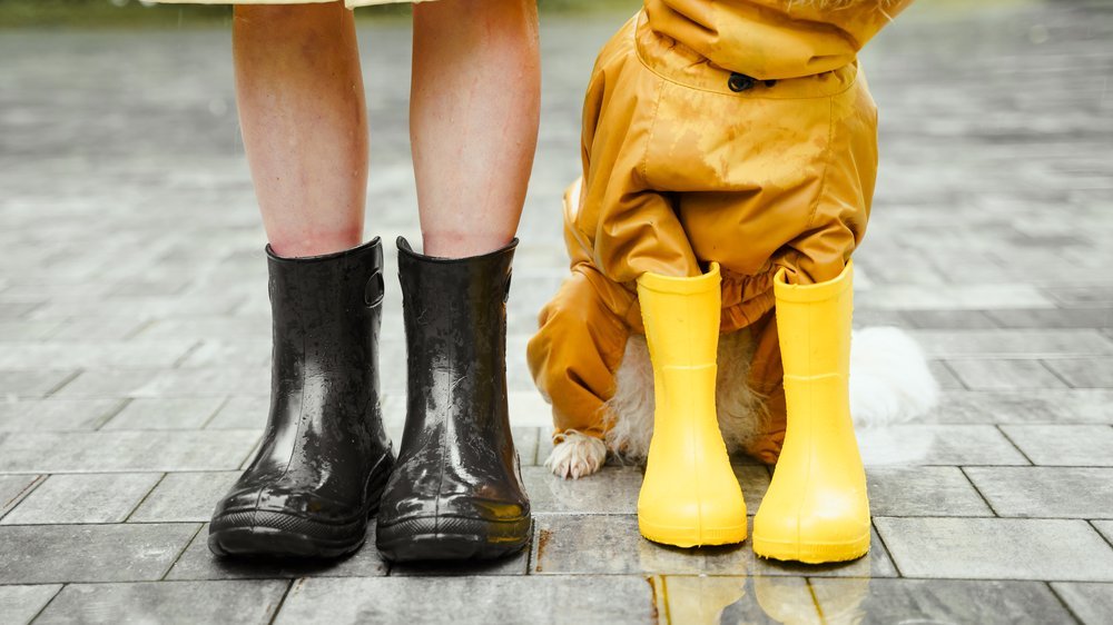 hund knickt hinten weg einschläfern