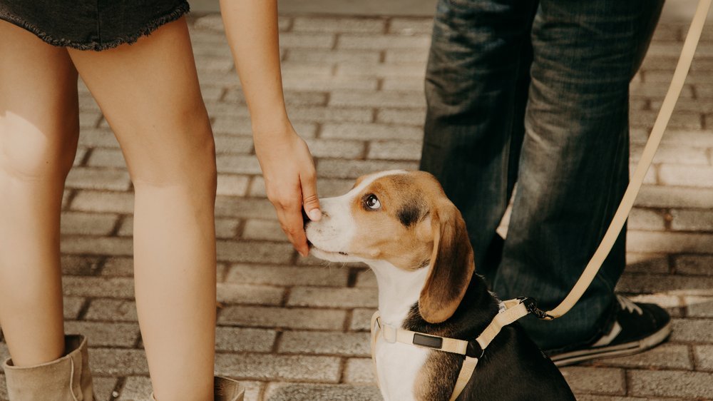 hund knickt hinten weg einschläfern