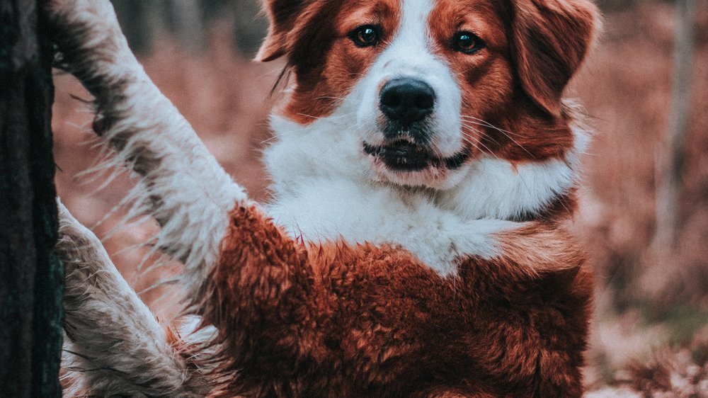 hund knickt hinten weg einschläfern