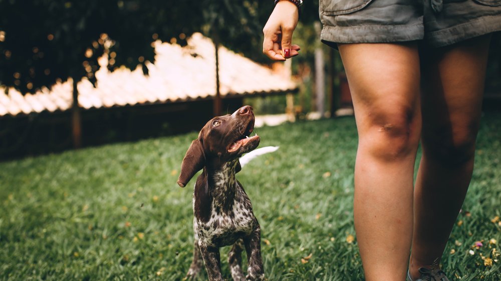 hund knickt hinten weg einschläfern