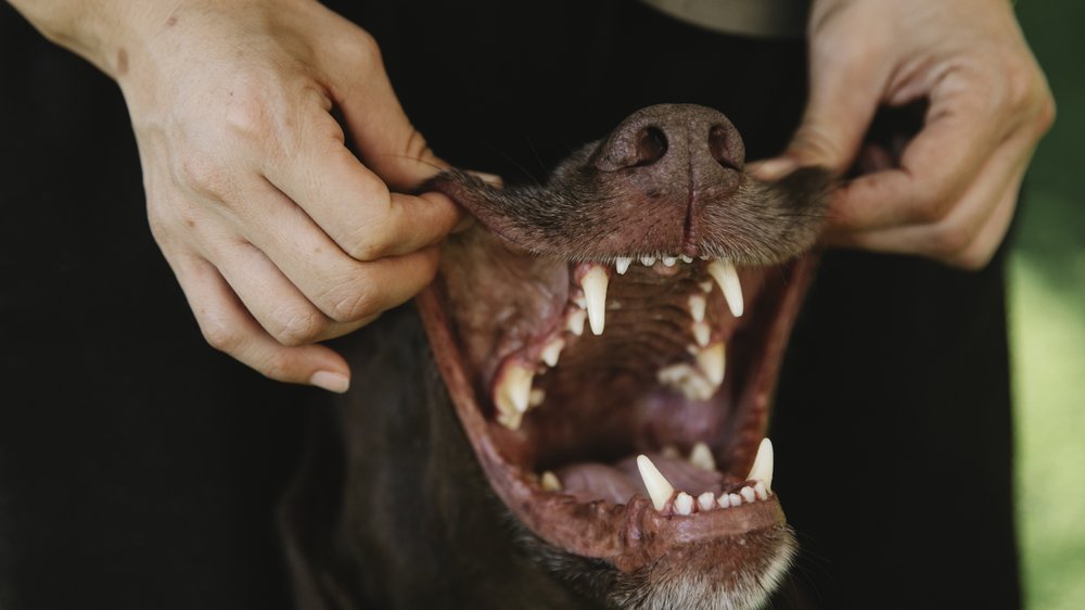 hund knirscht mit den zähnen