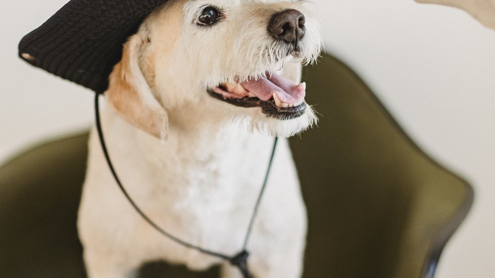 hund kot erst fest dann dünn