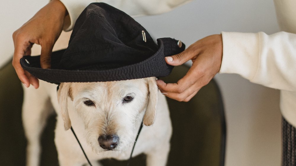 hund kot erst fest dann dünn