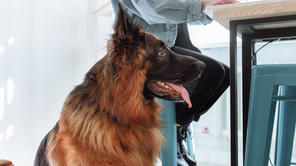 hund kot erst fest dann dünn