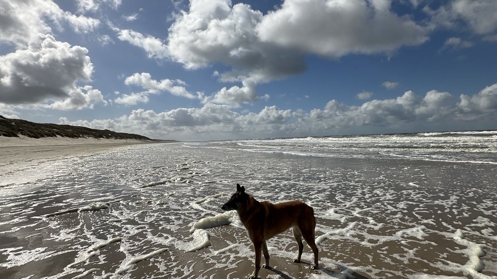 hund kotzt schaum