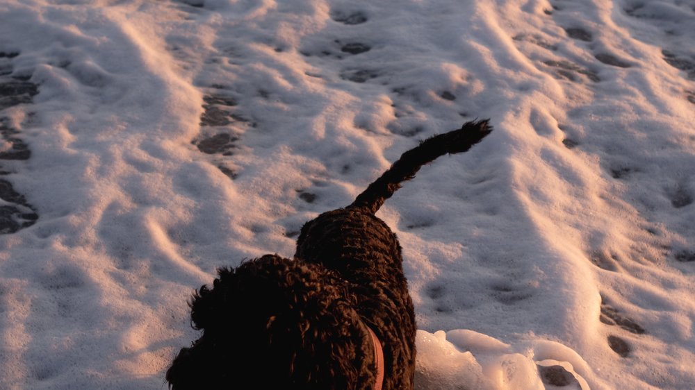 hund kotzt schaum