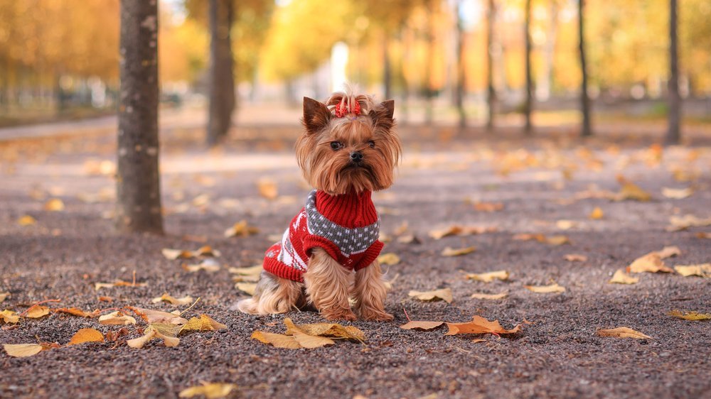 hund krallen schneiden ohne krallenschere