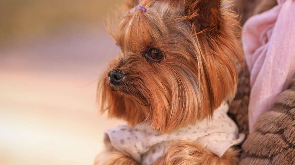 hund krallen schneiden ohne krallenschere