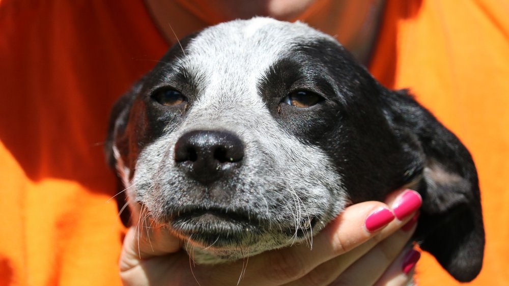 hund krallen schneiden ohne krallenschere