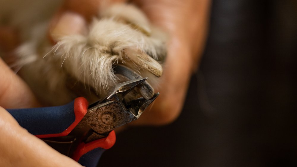 hund krallen schneiden ohne krallenschere