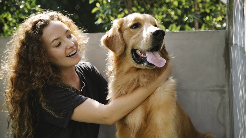 hund mit langen haaren