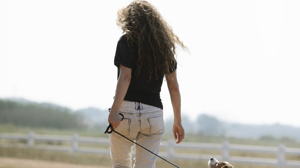 hund mit langen haaren