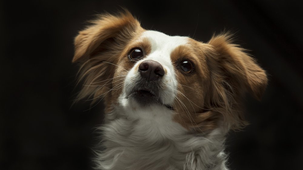 hund mit langen haaren