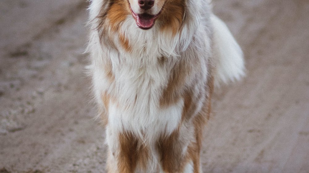 hund mit langen haaren