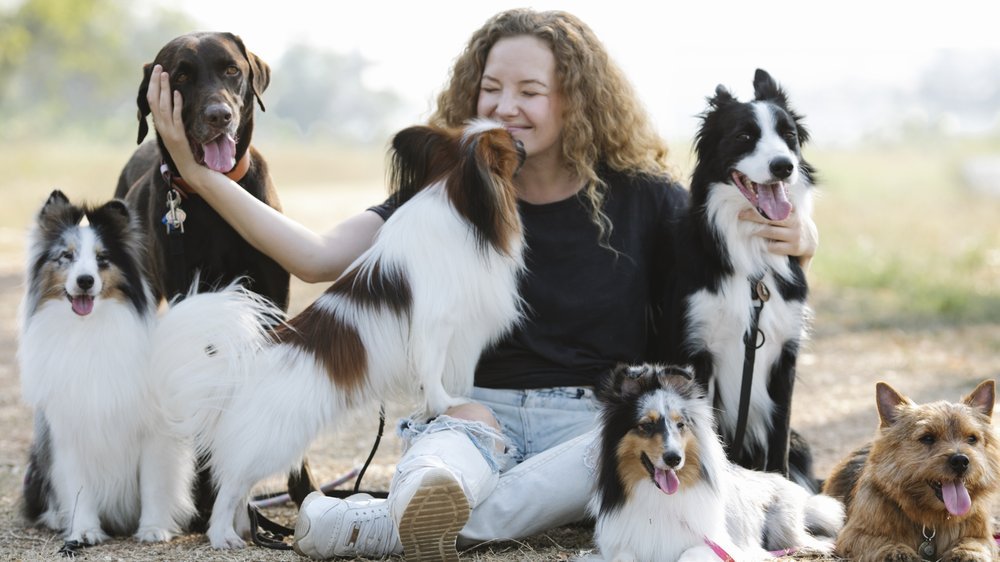 hund mit langen haaren