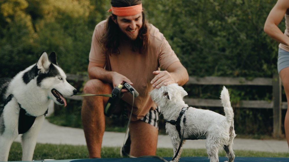 hund mit langer schnauze