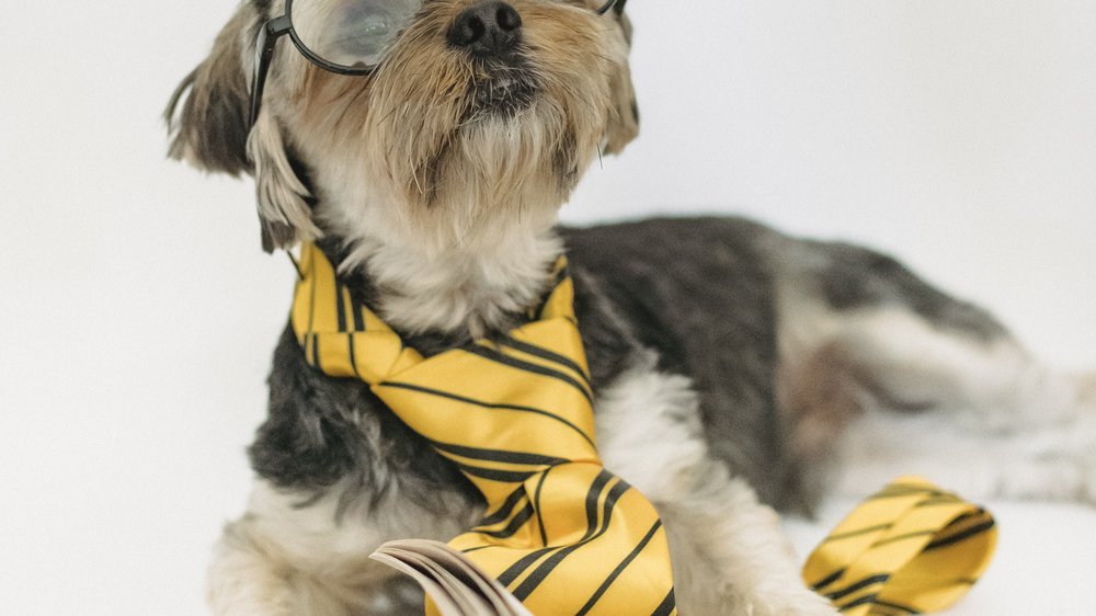 hund mit locken