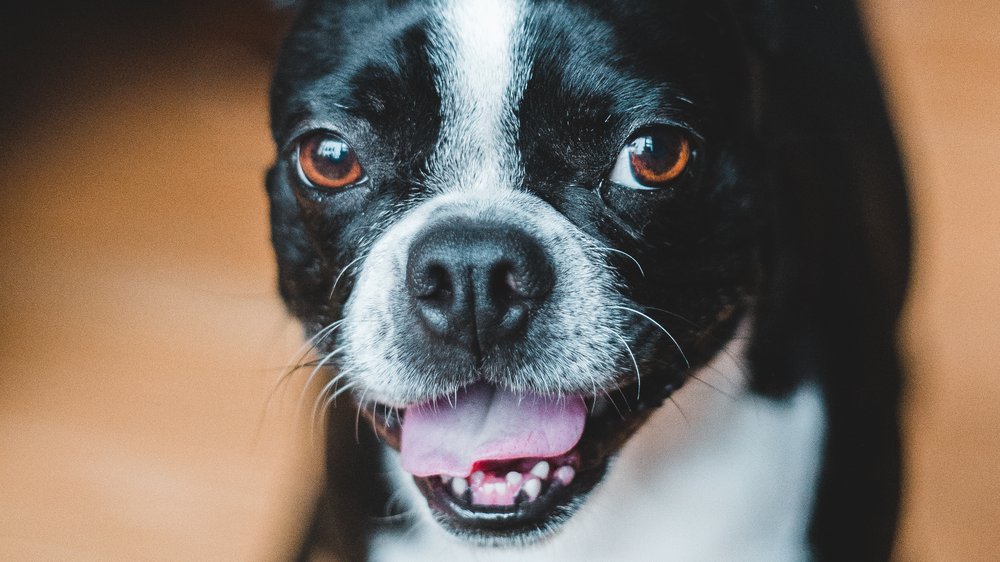 hund mit schlappohren