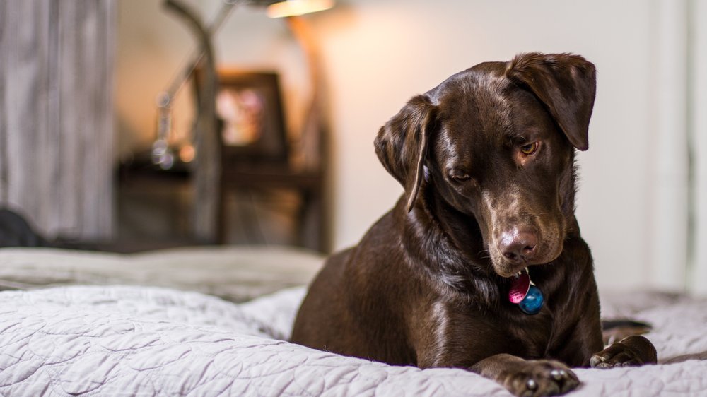 hund pinkelt ins bett