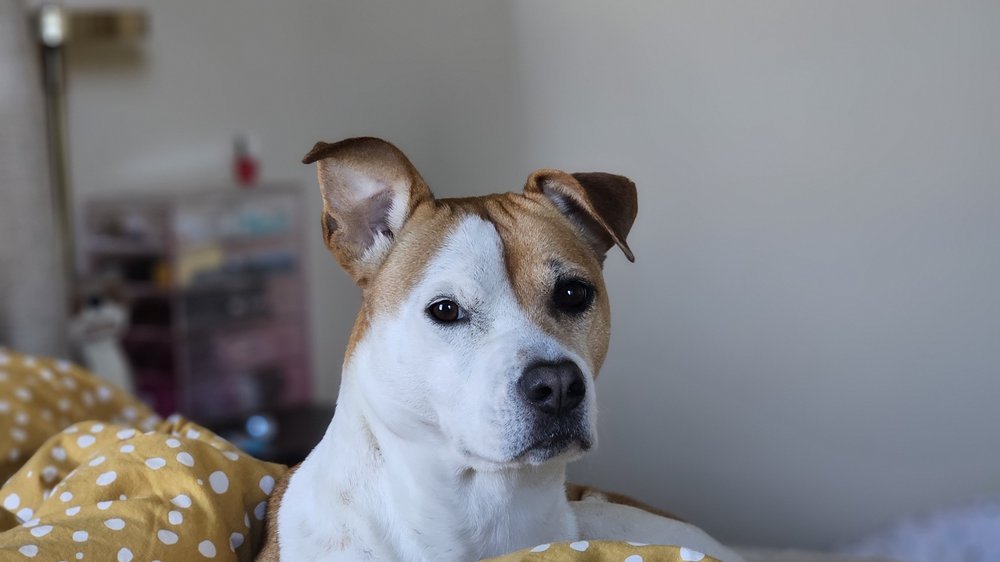 hund pinkelt ins bett