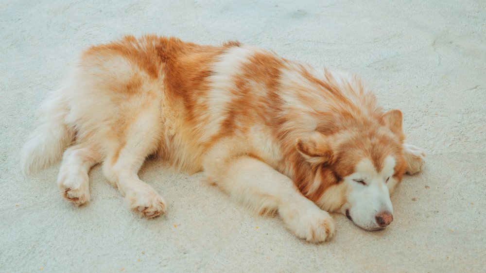 hund schläft mit offenen augen