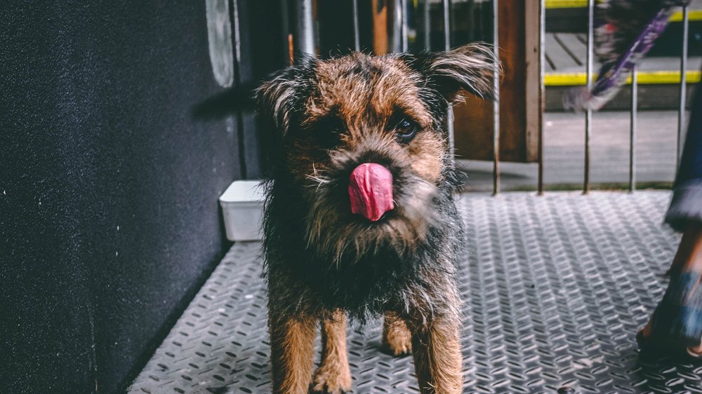 hund schmatzt nachts