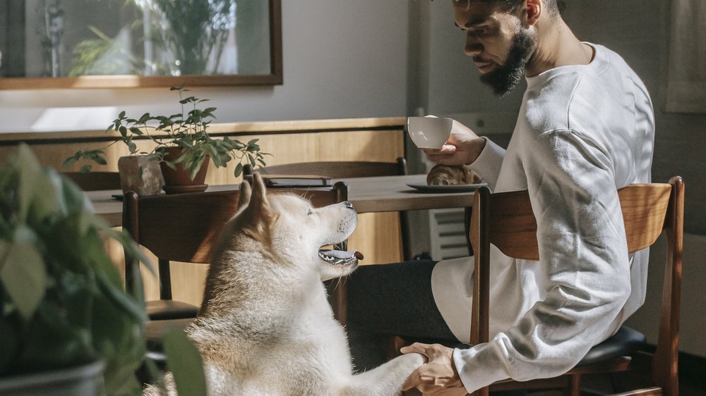 hund verweigert futter frisst aber leckerlis