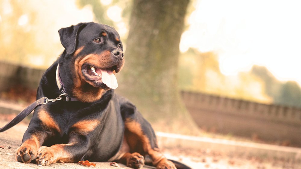 hunde erziehen ohne schimpfen