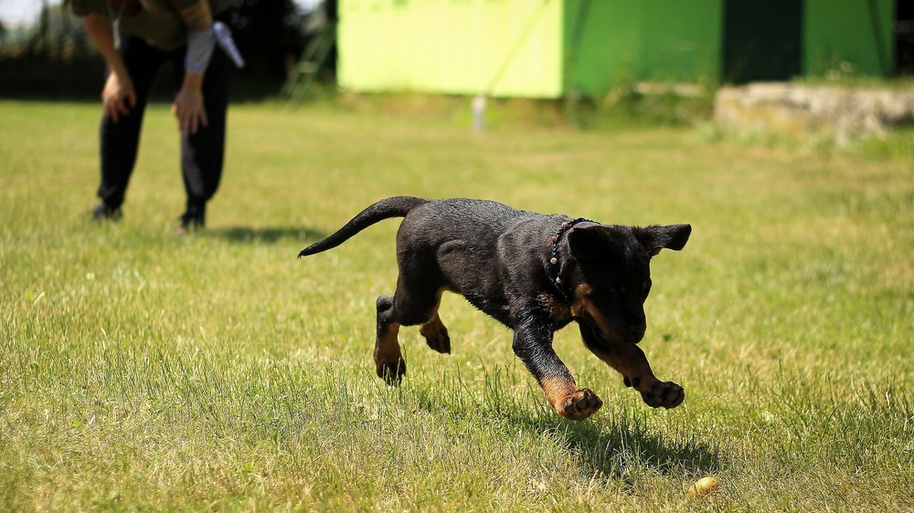 hunde erziehen ohne schimpfen