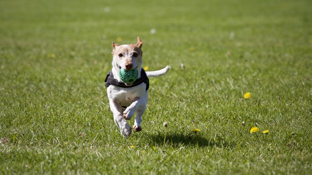 hunde erziehen ohne schimpfen