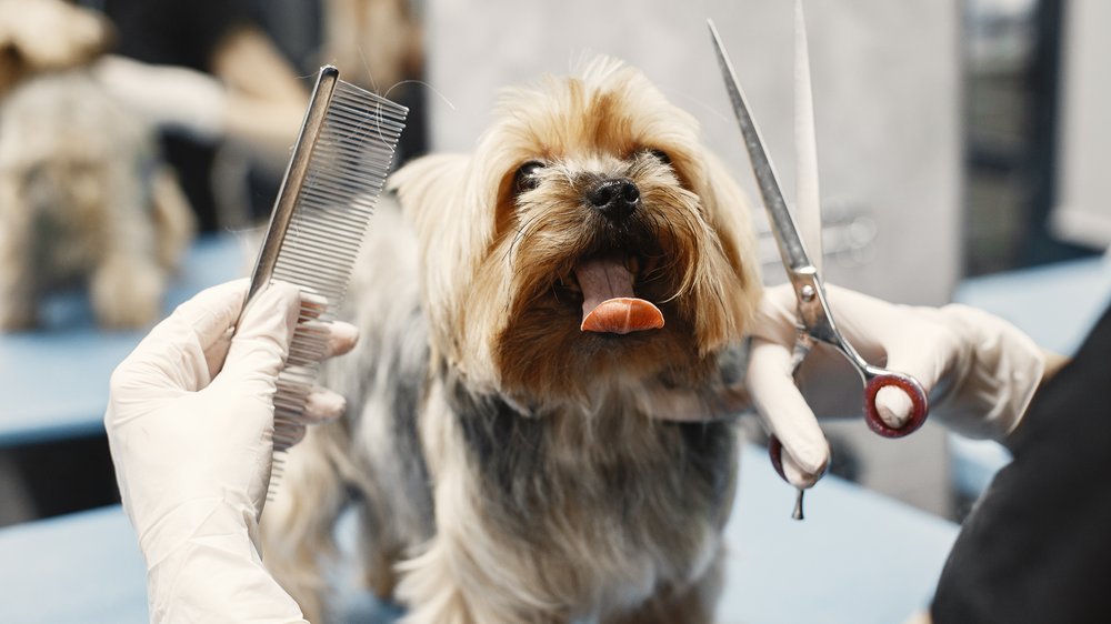 hunde haare schneiden