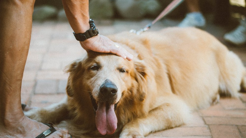 hunde in pflegestellen baden württemberg