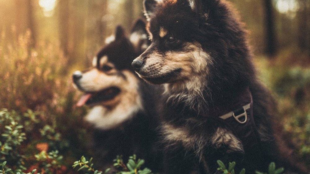 hunde mit blauen augen