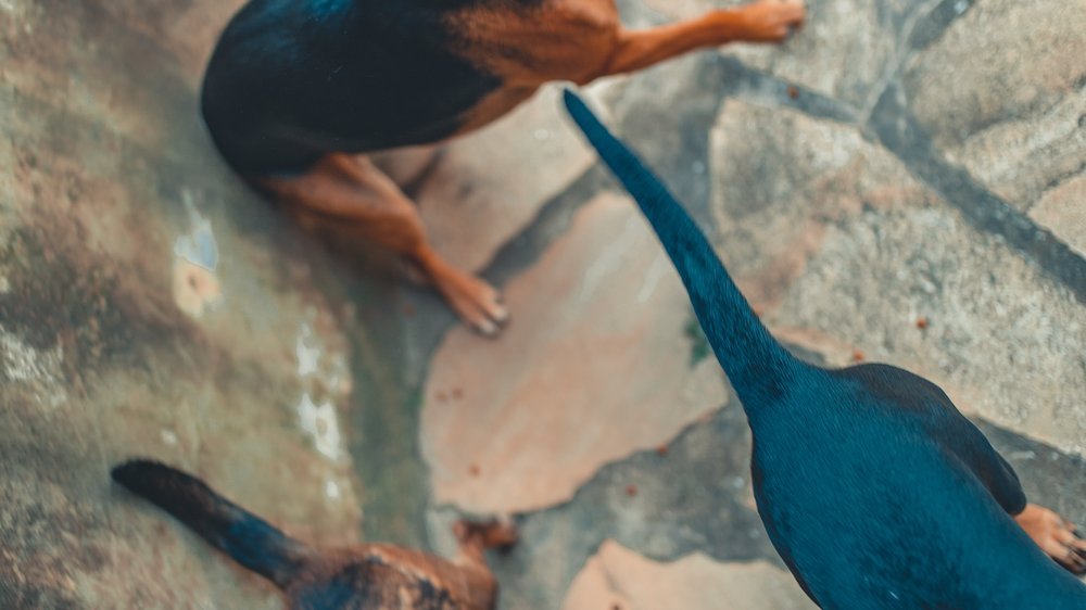 hunde mit blauen augen