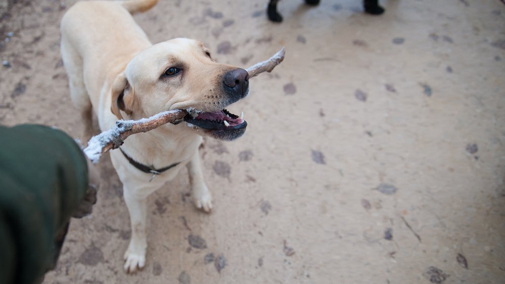 hunde mit blauen augen