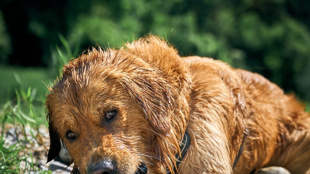 hunde mit down syndrom