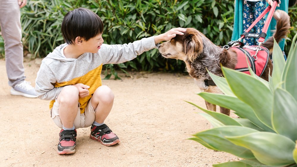 hunde mit down syndrom