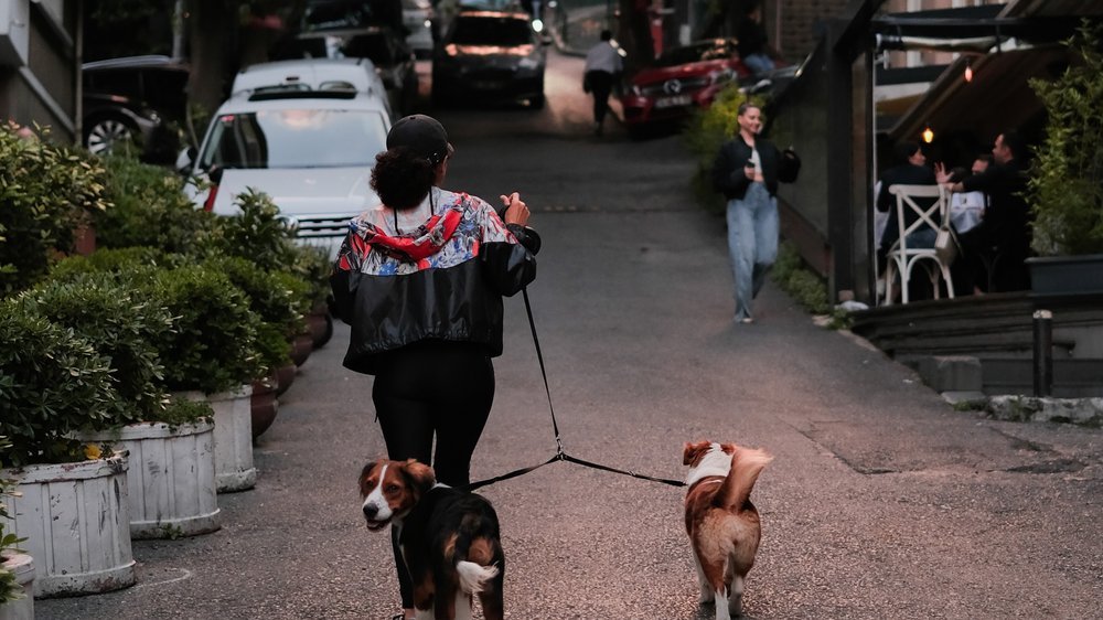 hunde mit langen ohren