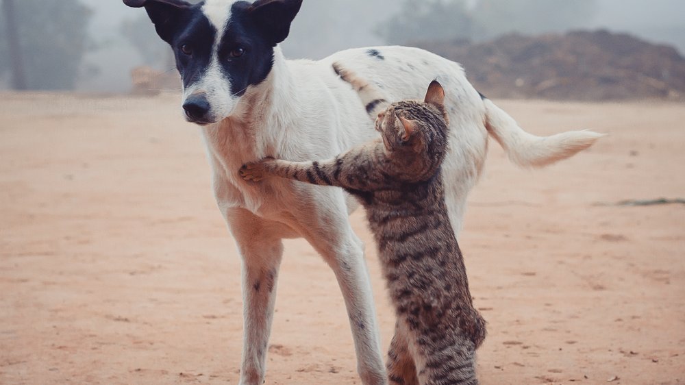 hunde mit viel fell