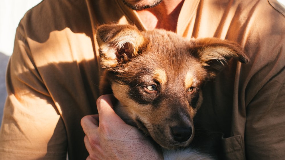 hunde mit viel fell