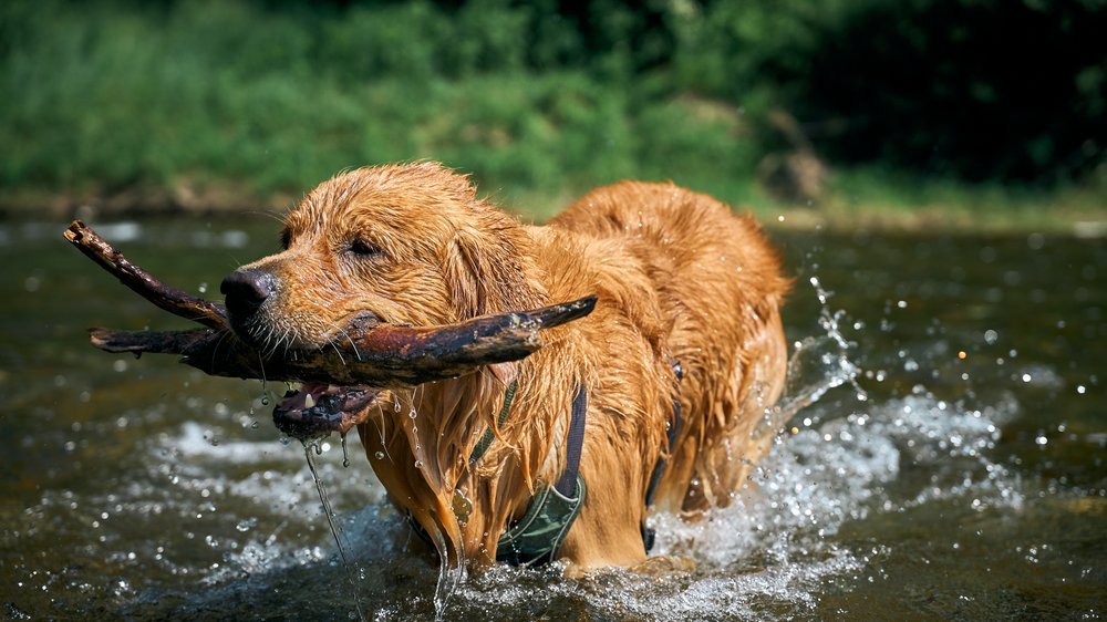 hunde spruch