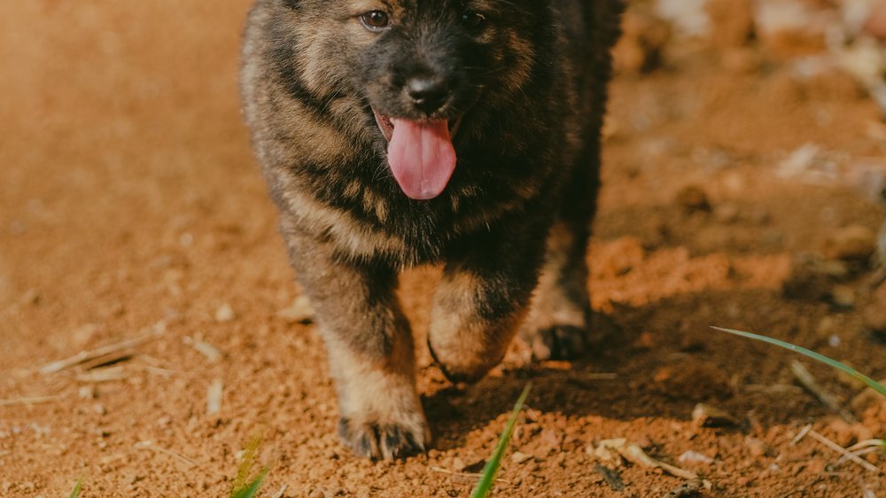 hunde zusammenführen