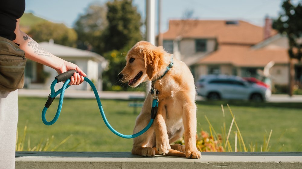 hunde zusammenführen