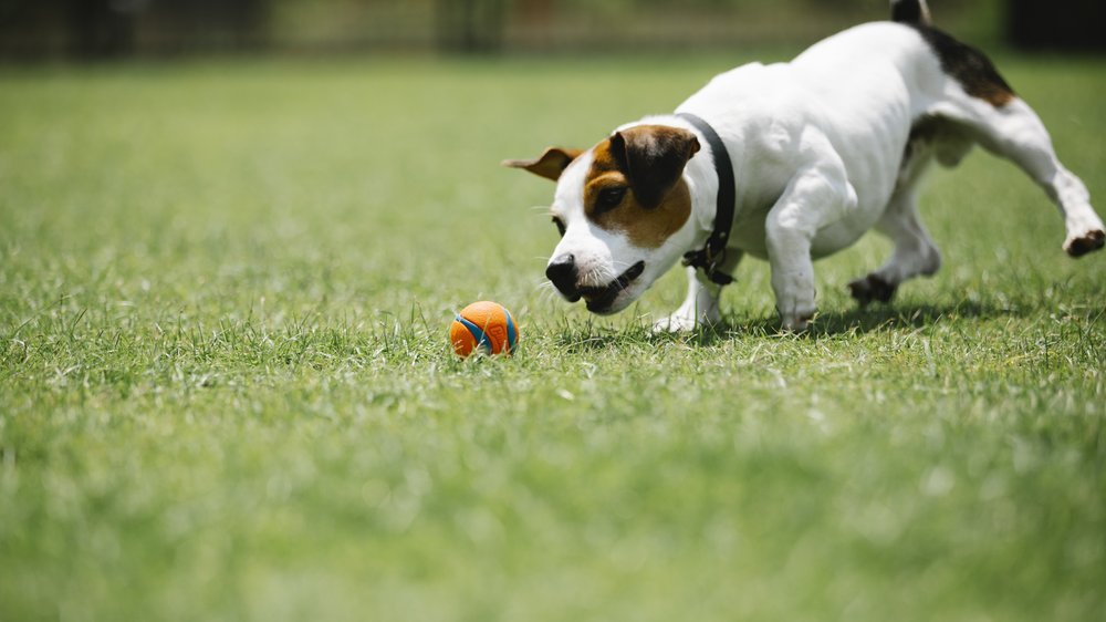 hundemantel für kleine hunde