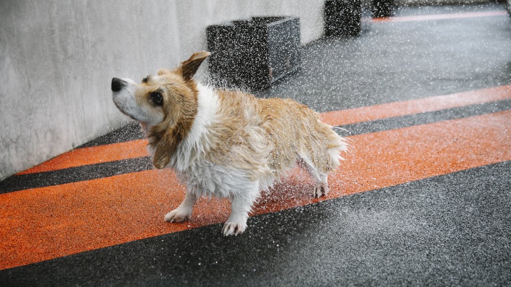 hundemantel für kleine hunde