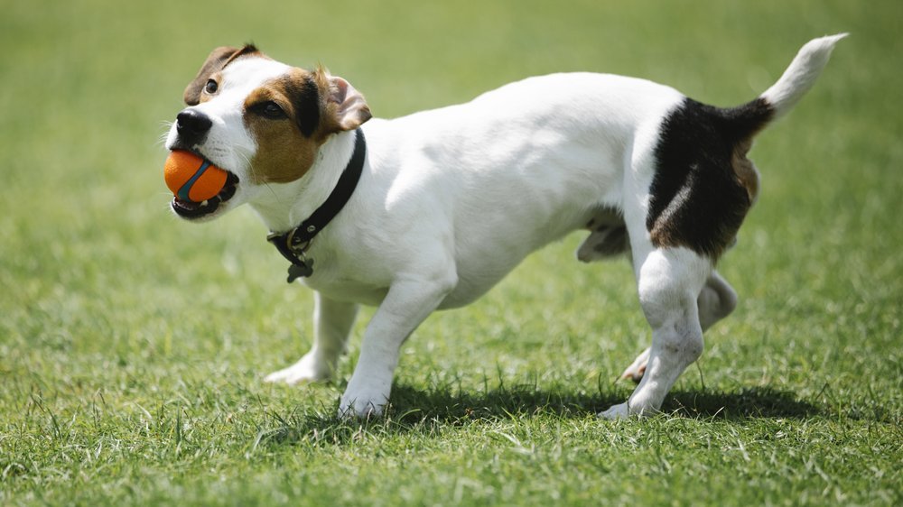 hundemantel für kleine hunde