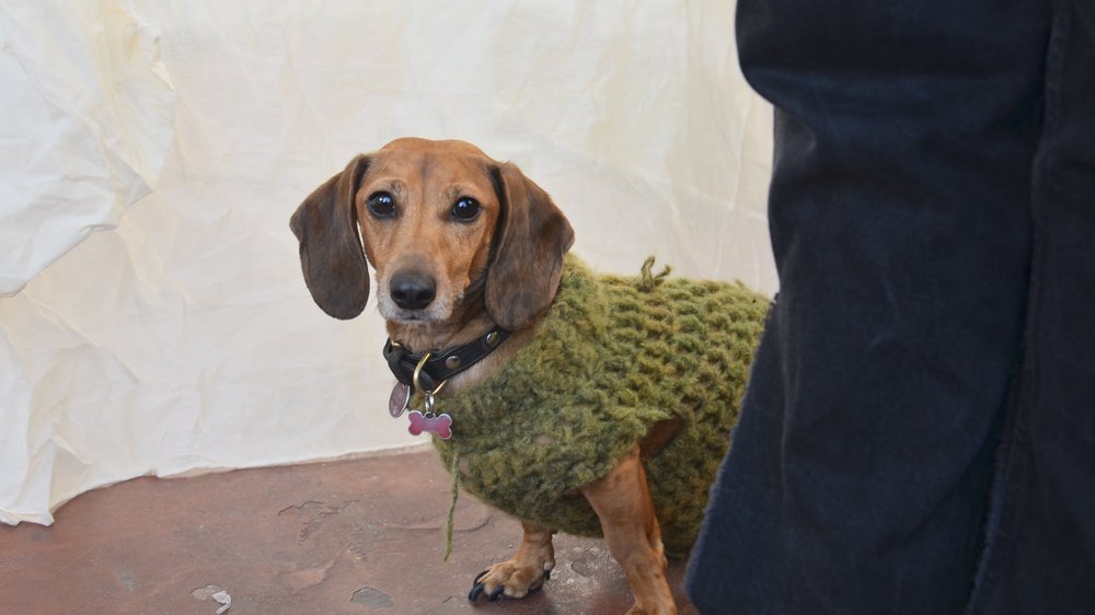 hundemantel für kleine hunde