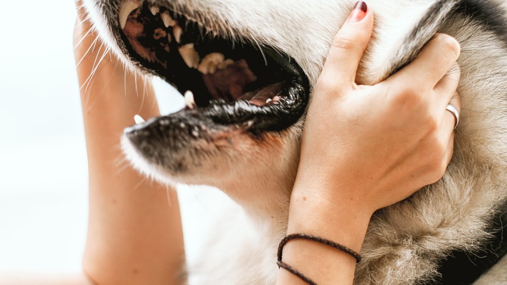 husky ähnliche hunde