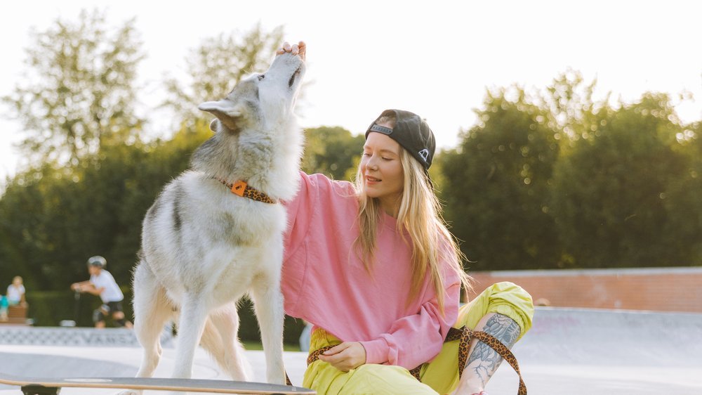 husky ähnliche hunde